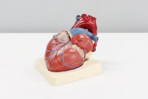 a heart model
